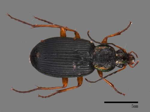 <已分類>Family：Carabidae[步行蟲科][00026648]