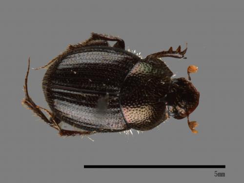 Onthophagus hsui[00048324]