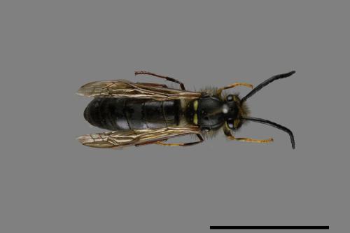 Vespula flaviceps[細黃胡蜂][00072903]