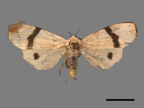 Vamura alboluteora[維黃華苔蛾][00052377]