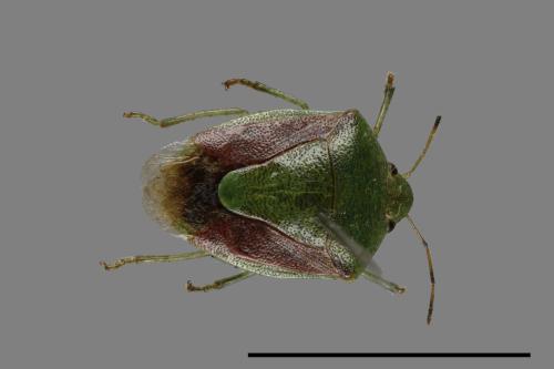 <已分類>Genus：Plautia[00026109]