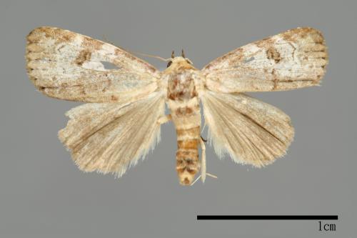 Bryophilina mollicula[00009503]