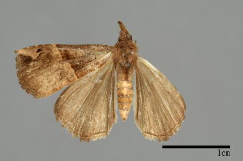 Hypena tenebralis[00009911]