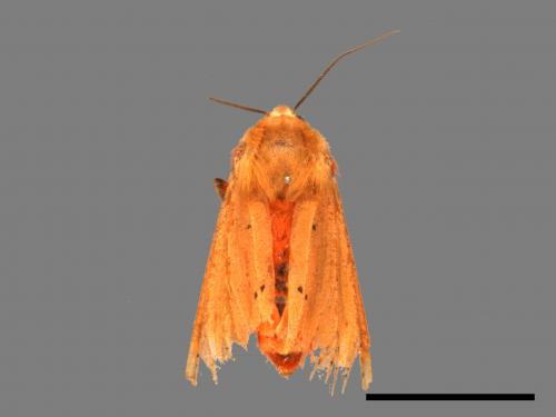 Spilarctia wilemani[褐赭污燈蛾][00056080]