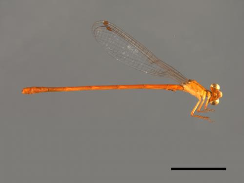 Ceriagrion auranticum ryukyuanum[紅腹細蟌][00104125]