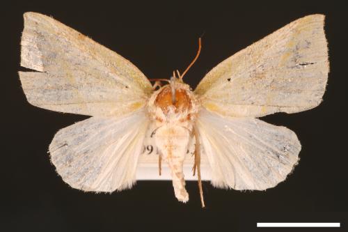 Hylophilodes tsukusensis[00004449]