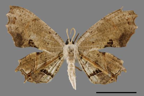 Dysaethria flavistriga[黃紋雙尾蛾][00012319]