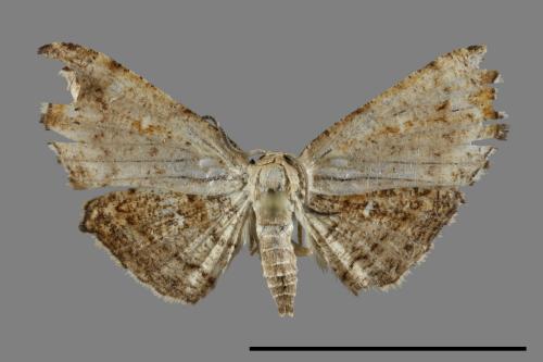 <已分類>Family：Thyrididae[窗蛾科][00069941]