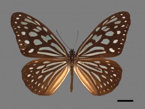 Ideopsis similis[琉球青斑蝶][00013687]