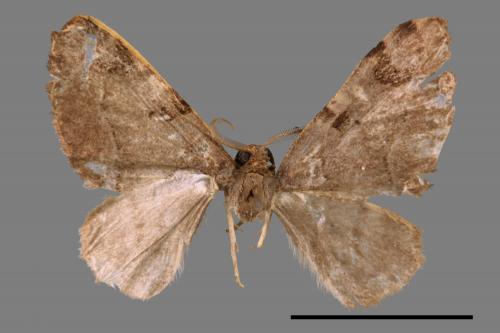 Heterophleps varegata[白線四斑波尺蛾][00042123]