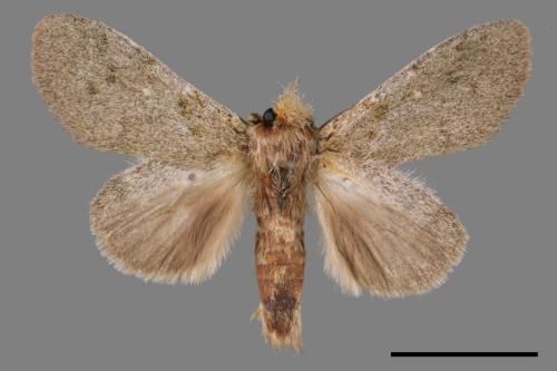 Syntypistis subgeneris subgeneris[淡紋舟蛾][00058063]