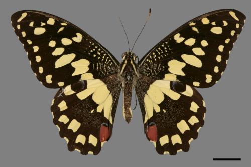 Papilio xuthus[柑橘鳳蝶][00013726]