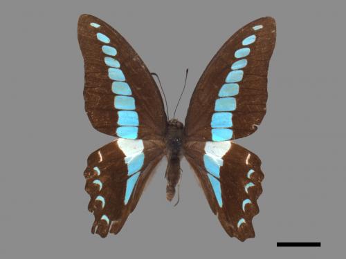 Graphium sarpedon connectens[青帶鳳蝶][00015159]
