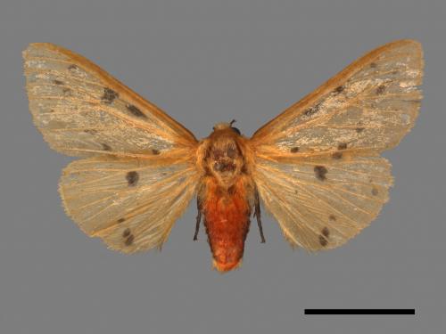 Spilarctia fumida[煙污燈蛾][00044551]