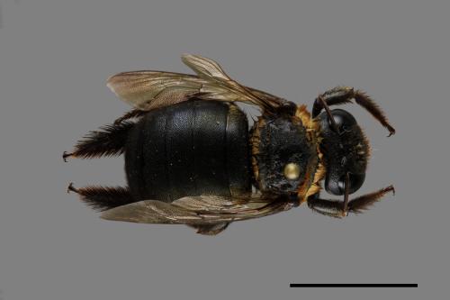 Xylocopa collaris sauteri[白領帶木蜂紹德亞種][00074774]