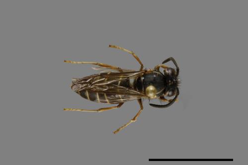 Vespula flaviceps[細黃胡蜂][00073252]