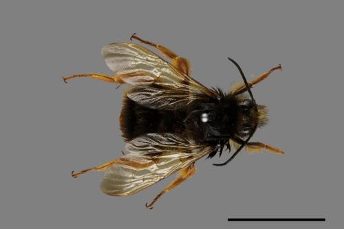 Bombus flavescens[黃色熊蜂][00074755]