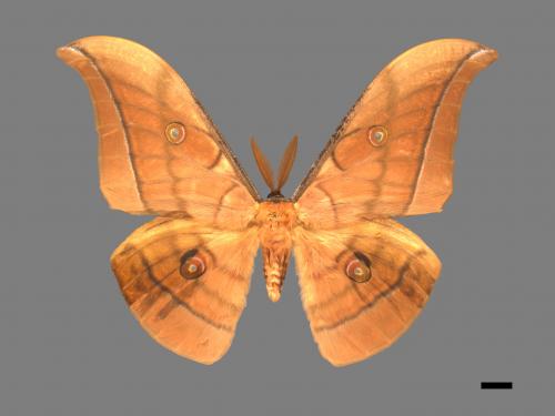 Antheraea yamamai superba[大透目天蠶蛾][00016108]