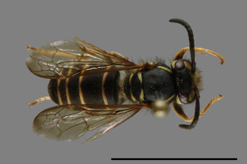 Vespula flaviceps[細黃胡蜂][00100096]