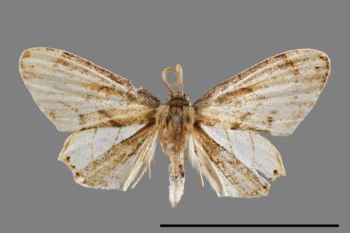 Warreniplema fumicosta[黃緣雙尾蛾][00012664]