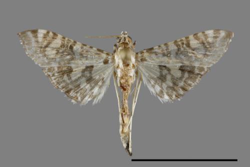 <已分類>Family：Crambidae[草螟科][00092111]