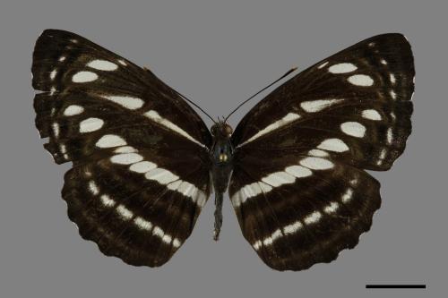 Neptis nata lutatia[臺灣三線蝶][00102040]