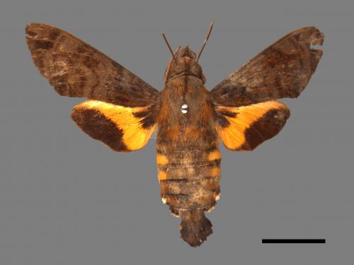 Macroglossum pyrrhosticta[黃斑長喙天蛾][00016609]