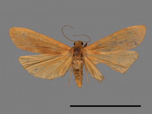Tigrioides immaculatus[黃苔蛾][00022323]