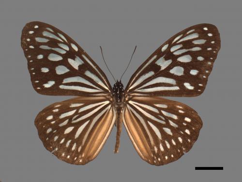 Ideopsis similis[琉球青斑蝶][00024770]