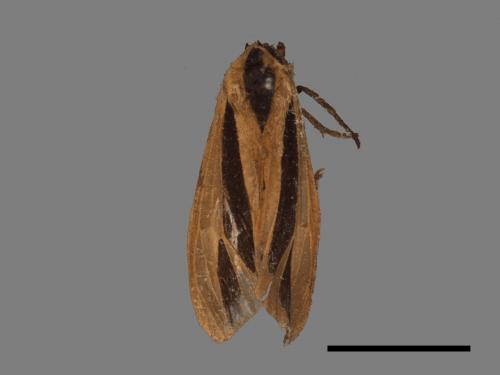 Creatonotos gangis[黑條灰燈蛾][00022743]