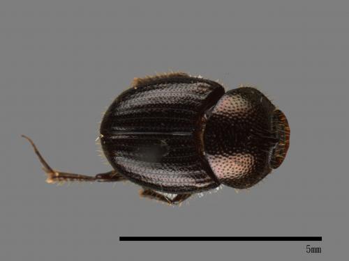 Onthophagus hsui[00046214]