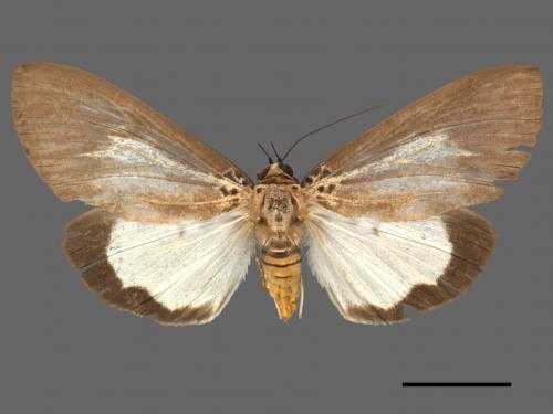 Asota heliconia zebrina[圓端擬燈蛾][00039792]