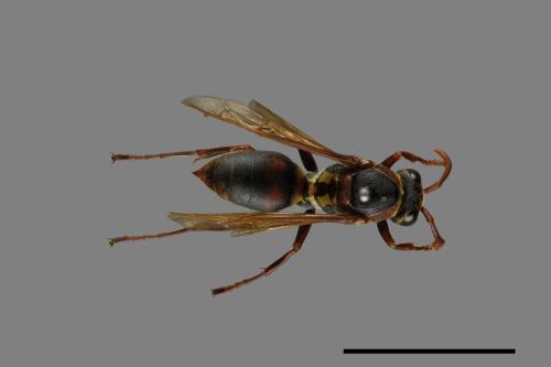 Polistes takasagonus[雙斑長腳蜂][00072678]