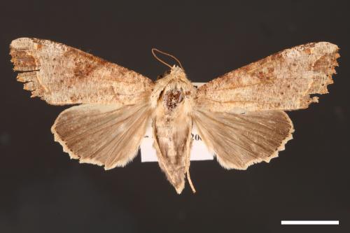 Tiracola plagiata[掌夜蛾][00001219]
