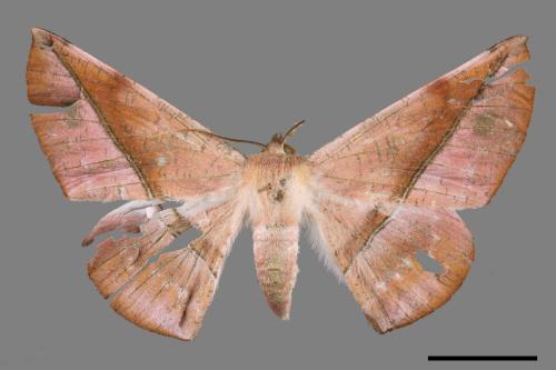 Sarcinodes yayeyamanus[一線沙尺蛾][00042743]