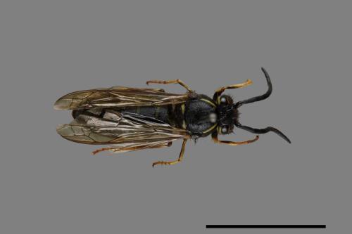 Vespula flaviceps[細黃胡蜂][00073445]