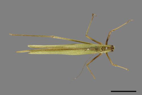 <已分類>Order：Orthoptera[直翅目][00026732]