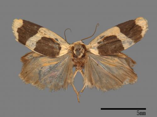 Garudinia simulana[大斑苔蛾][00021879]