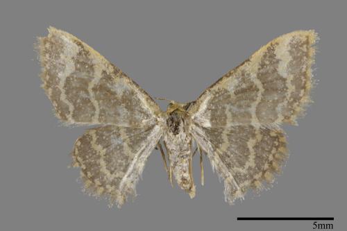 <已分類>Genus：Idaea[00093098]