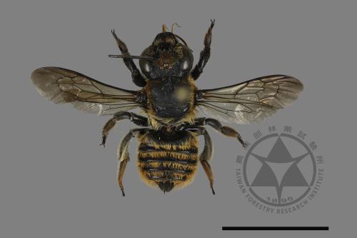 Megachile rufovittata[紅圈切葉蜂][00130170]