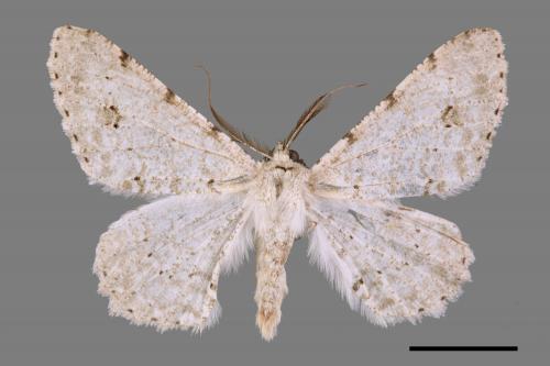 Lassaba parvalbidaria parvalbidaria[污雪雙斑尺蛾][00039252]