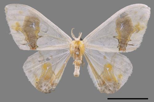 Macrocilix maia[刺啞鈴帶鉤蛾][00052796]
