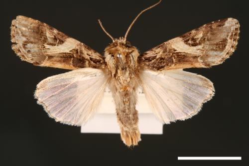 Spodoptera litura[斜紋夜蛾][00002808]