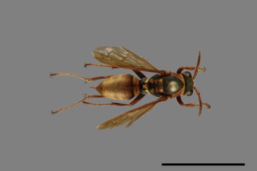 Polistes takasagonus[雙斑長腳蜂][00072726]