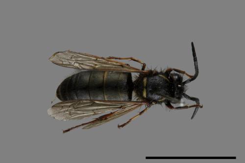 Vespula flaviceps[細黃胡蜂][00072908]