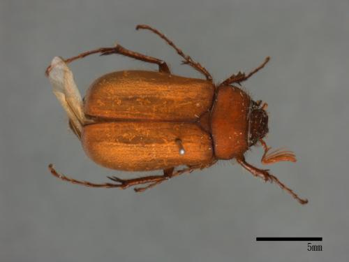 Hilyotrogus formosanus[台灣樺金龜][00080147]