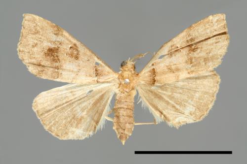 Bertula kosemponica[00010297]
