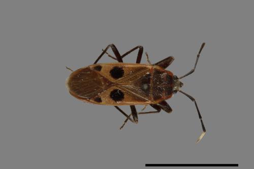 Physopelta parviceps[東亞斑紅椿][00049692]