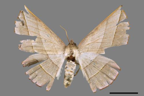 Sarcinodes carnearius[二線沙尺蛾][00045051]
