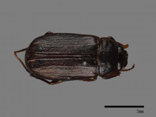 <已分類>Family：Scarabaeidae[金龜子科][00084207]